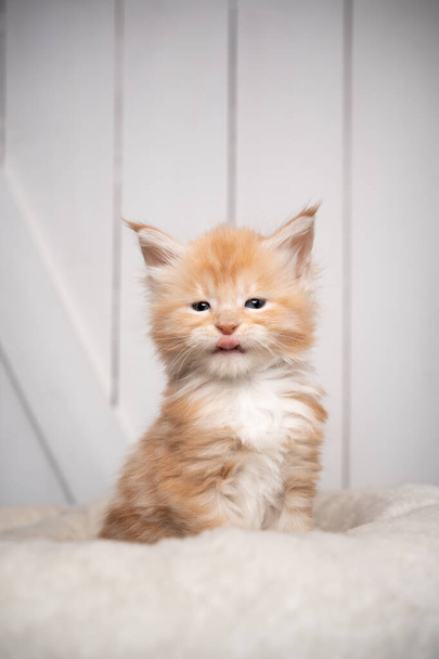 ginger maine coon kitten portrait licking lips on white wooden background - Photo, Image