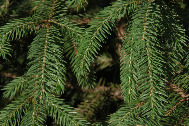 Green branches of a Christmas tree in the garden - Photo, Image