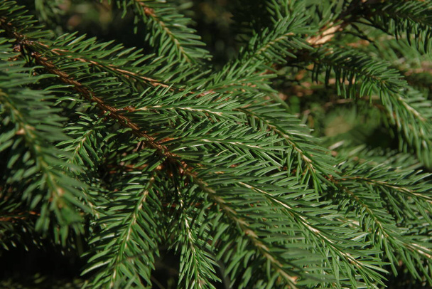 Egy karácsonyfa zöld ágai a kertben - Fotó, kép