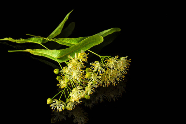 Linden flowers on an isolated black background. Medicinal plants commonly make tea for colds. Free advertising space - Foto, Imagem