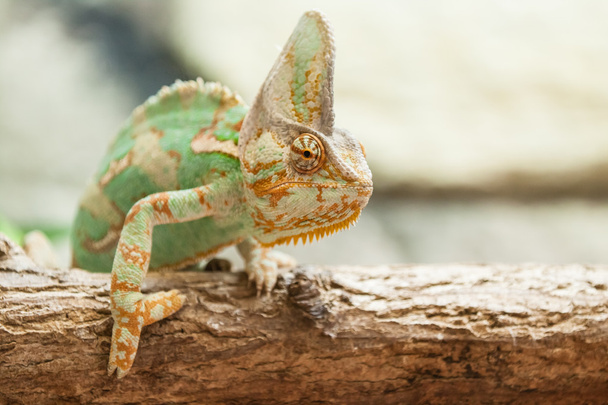 Una lucertola camaleonte velata
 - Foto, immagini