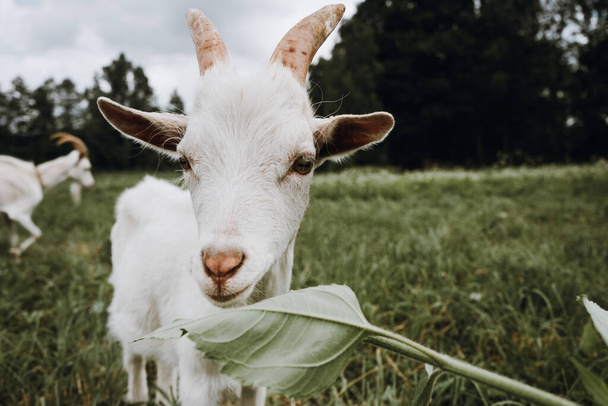 close up white goat on the green grass  - Фото, изображение