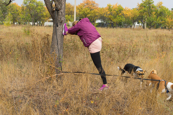 Mature woman doing stretching exercise near wild pear tree while walking outdoors with pair of dogs in autumnal park - Photo, Image