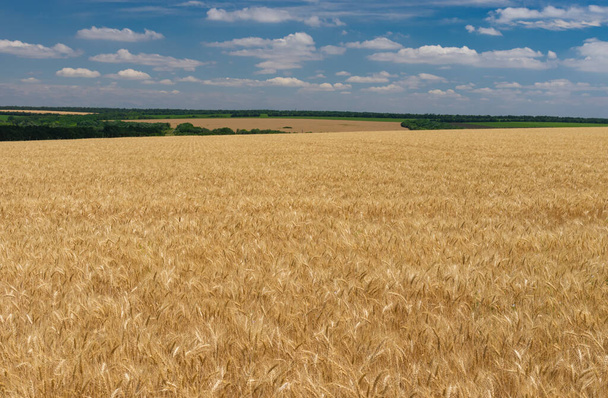 ウクライナ中央部のドニプロ市近くの熟した小麦畑と6月の風景 - 写真・画像