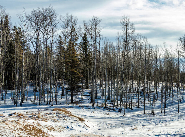 supporto di betulle bianche nella neve. Sibbald Lake Provincial Recreation Area, Alberta, Canada - Foto, immagini