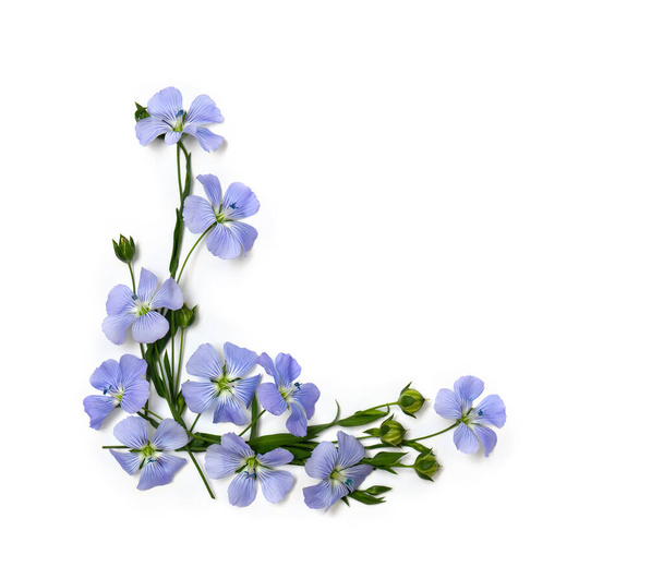Blaue Blüten Flachs und Kapseln mit Leinsamen (Linum usitatissimum, Leinsamen) auf weißem Hintergrund mit Platz für Text. Draufsicht, flache Lage - Foto, Bild