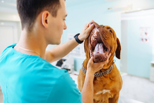 Young man veterinarian checking up the dog on table in veterinary clinic. Healthcare, medicine treatment of pets. Dogue de bordeaux. - Фото, изображение
