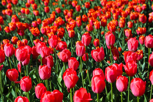 Beautiful scarlet tulips lit by the sun in spring park - Foto, afbeelding