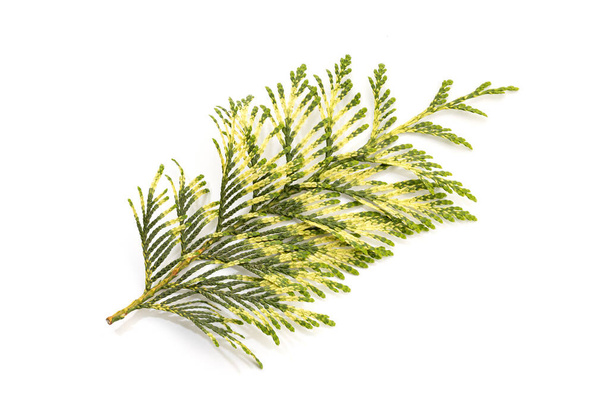 Fresh Thuja or cypress Twig with a variety of green colors Isolated On White background. Thuja occidentalis - Photo, Image