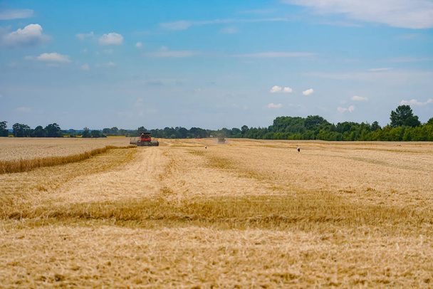 Natural golden farming landscapes. Beautiful landscapes of yellow wheat. - Foto, Imagen