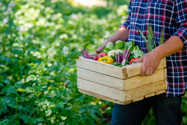 The farmer is carrying a wooden box with fresh vegetables. Harvest concept - Fotoğraf, Görsel