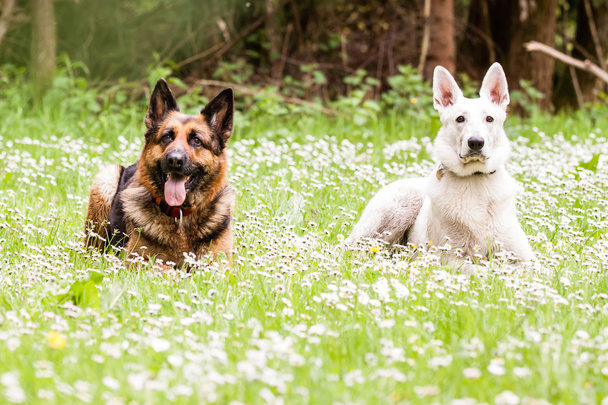 ホワイト ・ スイス ・ シェパードとジャーマン ・ シェパード犬 - 写真・画像