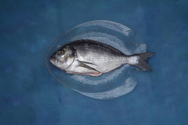 fresh fish on a blue wooden board. Raw uncooked sea bream on glass plate. - Photo, Image