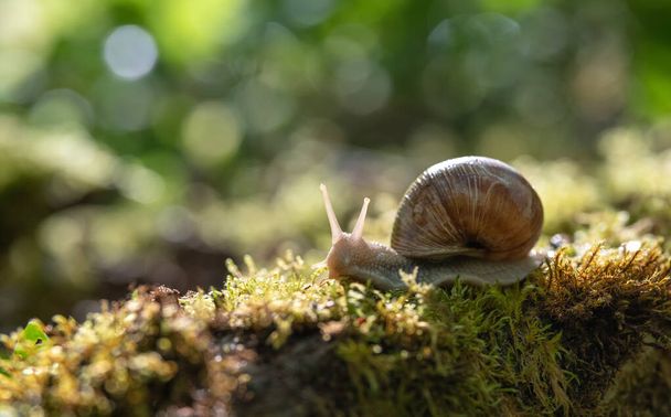 Big snail (Helix pomatia) on the moss - Photo, Image