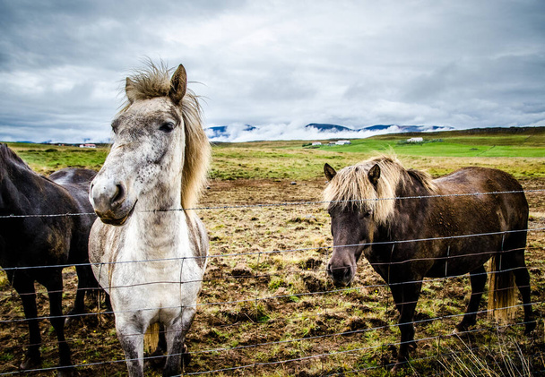 Deep in the middle of Iceland, wild horses roam free. They're friendly, majestic creatures, prized throughout history for their ability to survive harsh conditions with minimal nourishment and water. Photo taken in Sveitarflagi, Skagafjrur, Iceland. - Foto, afbeelding
