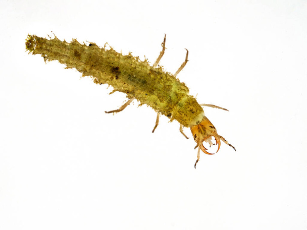 Vesitiikerin selkänäkymä, joka on valkoisella eristetyn petomaisen sukelluskuoriaisen (Dytiscidae-lajin) toukka. Delta, Brittiläinen Kolumbia, Kanada - Valokuva, kuva