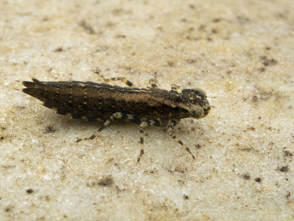 Zijaanzicht van een aquatische libelle nimf (Epiprocta soort) onder water op een rots. Deze larve libellen worden ook wel naiaden genoemd. - Foto, afbeelding