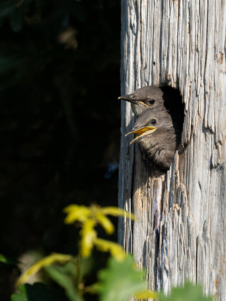 Two baby European starlings (Sturnus vulgaris) peeking out of their nest in a dead tree trunk, waiting for their parent to return with food  - Fotoğraf, Görsel
