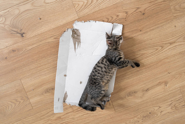 Grey tabby kitten lie down on the floor in torn cardboard box. Funny cat play at home. Sleeping relaxed in a box on the floor. Top view, wooden floor background  - Фото, зображення