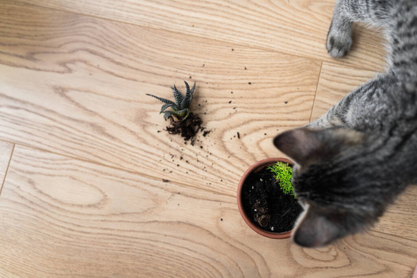 Top view of tabby grey kitten broken the house plant and makes mess with ground on the floor. Naughty playful cat. Pet problems at home. Smashed down houseplant by pet - Фото, зображення