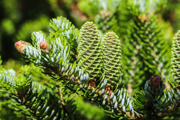 A branch of Korean fir with young cones in spring garden - Photo, Image