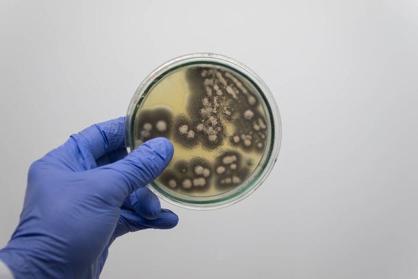 Een wetenschapper houdt een petrischaal met gevaarlijke bacteriën op een lege achtergrond. - Foto, afbeelding