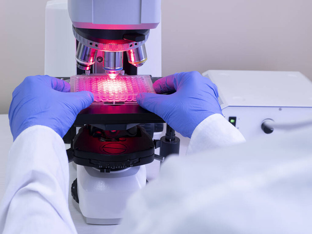 Le scientifique installe une plaque multi-puits avec des échantillons sous un microscope pour examiner les résultats de l'expérience avec des bactéries, à la lumière rouge. Irradiation des bactéries. - Photo, image