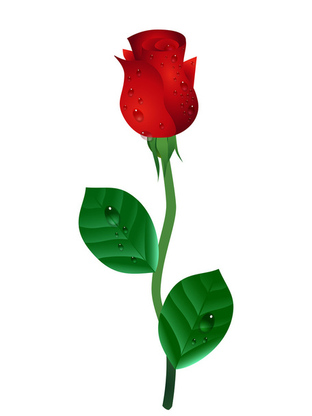 Kaunis punainen ruusu, vektori kuva
 - Vektori, kuva