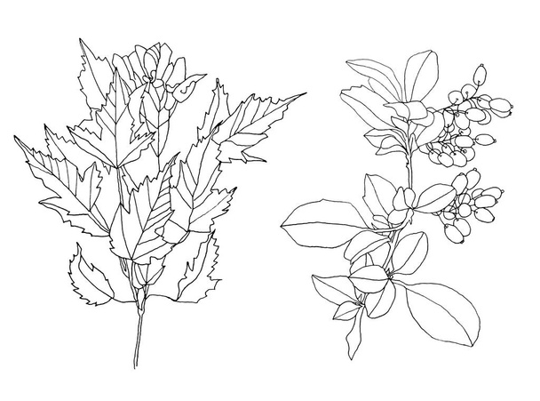 Linia sztuka klon gałąź z liść i jagoda odizolowany na biały tło. Ręcznie rysowane czarne drzewo markerowe. Natura sztuka kreatywny obiekt do kolorowania książki, karty, naklejki - Zdjęcie, obraz