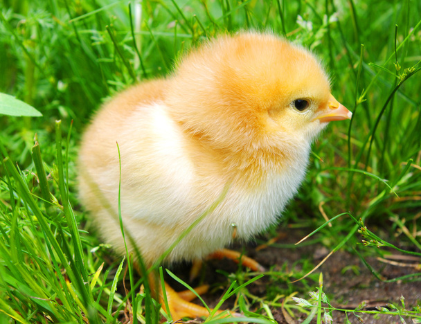 Маленький цыпленок на траве
 - Фото, изображение