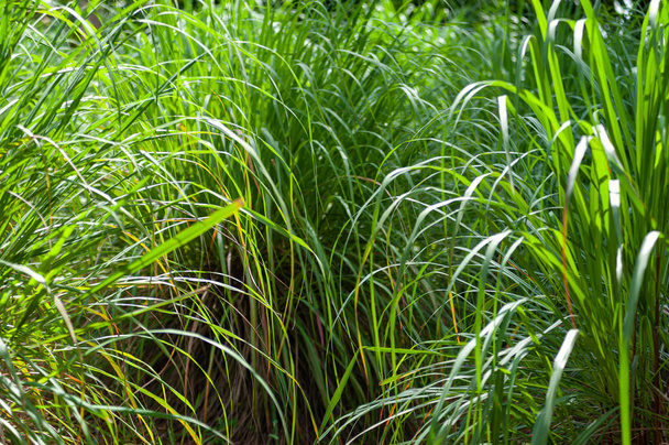 Zielona trawa cytrynowa brunche w dzikiej przyrody zbliżenie - Zdjęcie, obraz