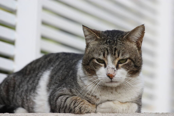 Un retrato de un gato de aspecto serio se relaja junto a la cerca de la casa - Foto, Imagen