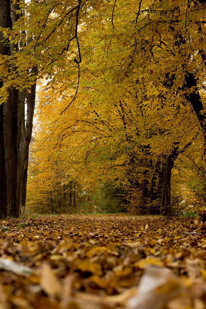 Herfst in het park. Prachtig herfst rustig natuurlandschap. Begrip schoonheid van de herfstnatuur - Foto, afbeelding