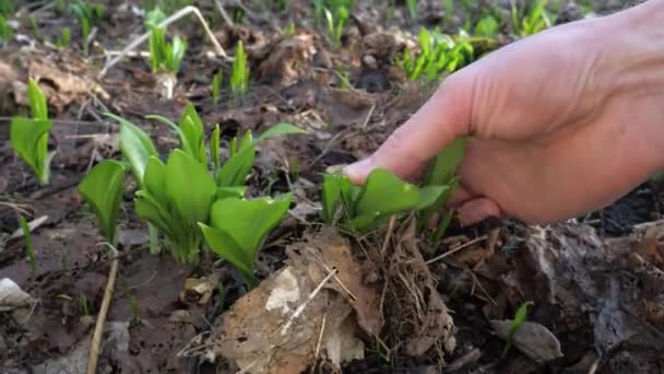 Zöld levelek letépése medvehagymás fűszernövényből a gazdaságban.  - Felvétel, videó