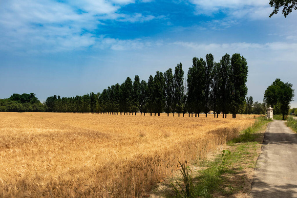 Olgun arpa yetiştirme ve kırsal yolda ağaçlar, Parma, İtalya. Yüksek kalite fotoğraf - Fotoğraf, Görsel
