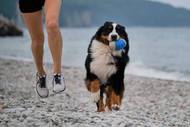Nő tornacipőben és rövidnadrágban és Bernese Mountain Dog labdával a szájában fut gyorsan és aktívan mentén kavicsos strand. Aktív játékok és sport-val nagy kutya nyaralni a meleg nyári reggel. - Fotó, kép