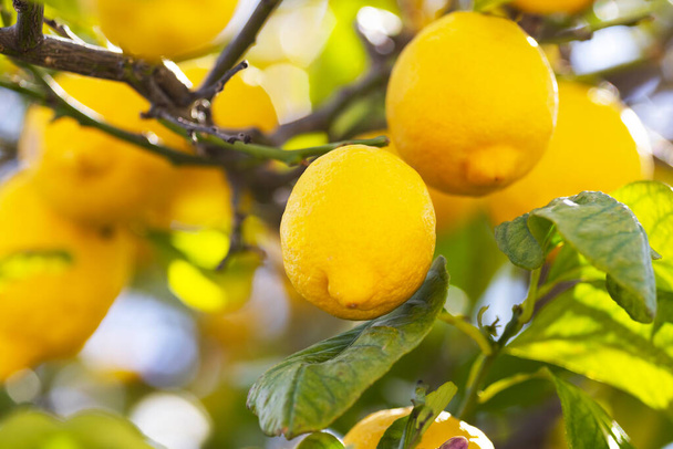 limoni con limoni gialli maturi in agrumeto. bellissimo sfondo della natura. frutti che crescono nel Mediterraneo. Piante e alberi da frutto mediterranei, agrumi - Foto, immagini