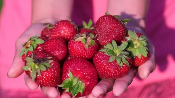 赤い大きなイチゴの果実を持つ女性農家. - 映像、動画
