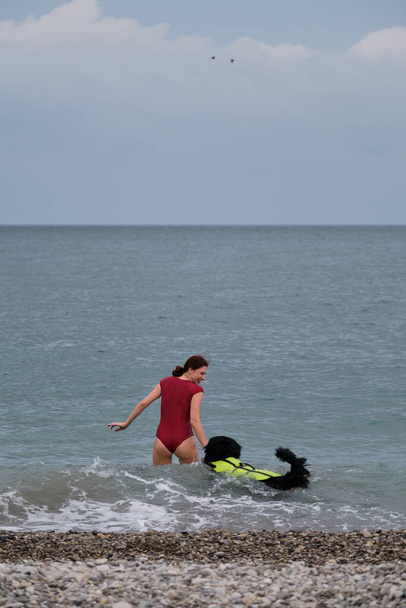 若いかわいい白人の赤い髪の女の子は、特別なライフジャケットで海で泳ぐために彼女の犬を教えています。Bernese Mountain Dogは水上と陸上のライフガードとボディガードです。池での救助犬の訓練. - 写真・画像