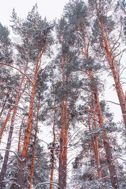 paysage forestier d'automne avec fond bleu ciel - Photo, image