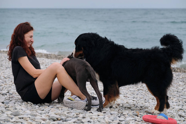 Walk on sea with two active friendly dogs. Young Caucasian woman is sitting and laughing on pebble beach with two dogs Bernese Mountain Dog and puppy of American Staffordshire terrier of gray color. - Photo, Image