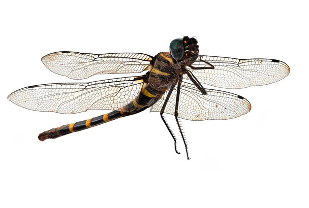 Dragonfly Απομονωμένο σε λευκό, κοντά στο έντομο - Φωτογραφία, εικόνα