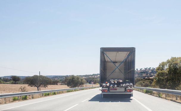 Jazda za ciężarówką z materiałami budowlanymi załadowaną stalowymi ramkami. Koncepcja ograniczeń długości nadmiaru obciążenia - Zdjęcie, obraz