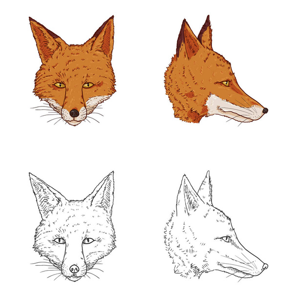 Têtes de renard. Ensemble vectoriel d'illustrations de dessins animés et de croquis - Vecteur, image