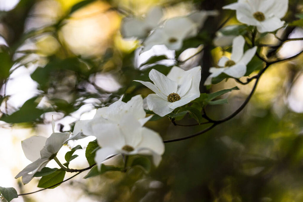 κοντά σε ένα κλαδί γεμάτο άνθη από ένα δέντρο από ξύλο σκύλου στο δάσος του νότιου Όρεγκον - Φωτογραφία, εικόνα