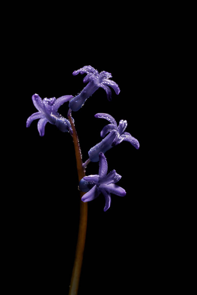 Κοντινό πλάνο του μπλε λουλούδι geacinth με σταγόνες δροσιά σε μαύρο φόντο - Φωτογραφία, εικόνα