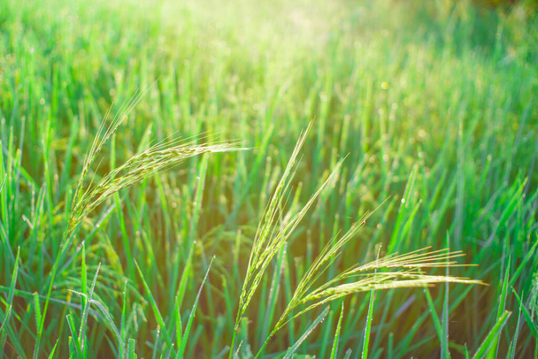 Bokeh de gotas de orvalho em um grão de arroz em um campo de manhã. Foco suave. - Foto, Imagem