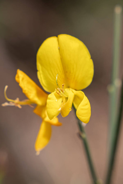 Dzika żółta orchidea w Delta del Llobregat, El Prat, Katalonia, Hiszpania  - Zdjęcie, obraz