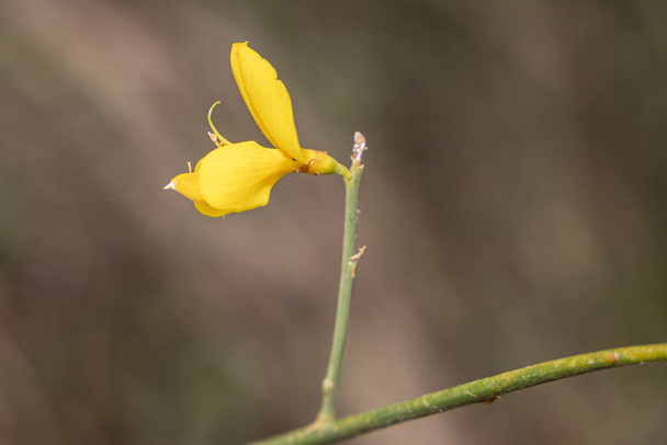 Wild yellow Orchid kaupungissa: Delta del Llobregat, El Prat, Katalonia, Espanja  - Valokuva, kuva