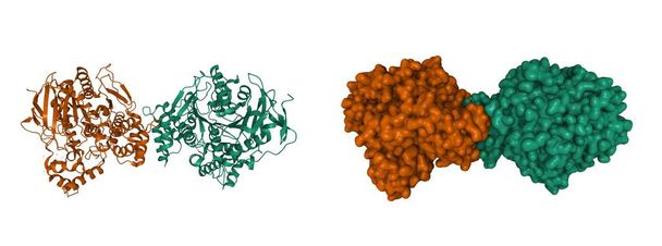 Structure of human acetylcholinesterase, 3D cartoon Gaussian surface models, chain instance color scheme, based on PDB 4pqe, white background - Photo, Image
